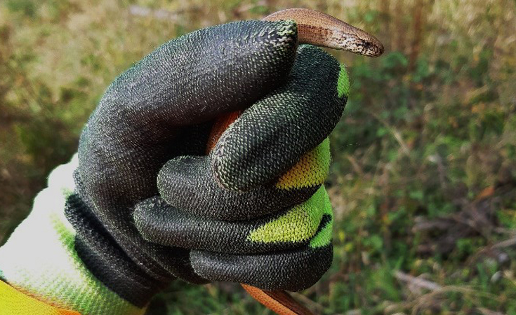 Jessica Green puts her animal handling skills to use during slow worm translocations, © Jessica Green, Thomson Environmental Consultants