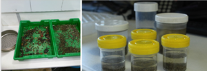 The > 2mm sediment & a sample that has been sieved and is ready for faunal extraction