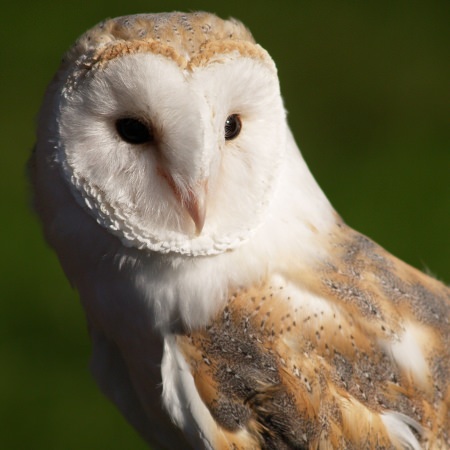 Barn Owls Benefit From Conservation Efforts Thomson Ec