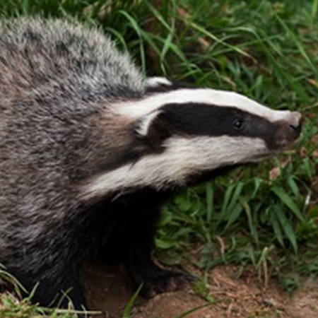 Badger