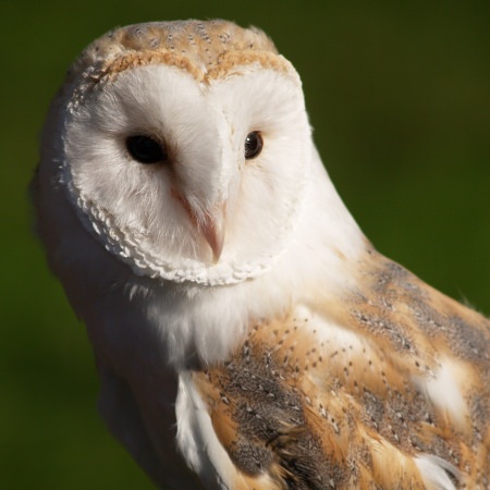 Barn owl