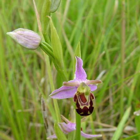 Bee orchid