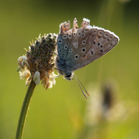 Invertebrate surveys