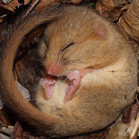 Dormice