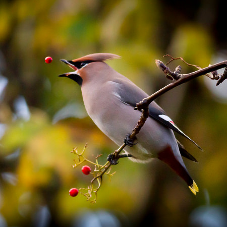 Wintering bird surveys