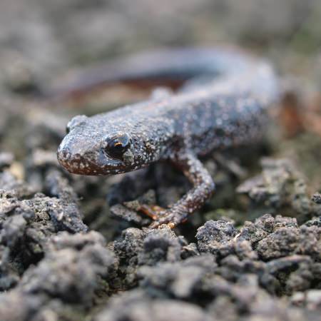 Great crested newt surveys