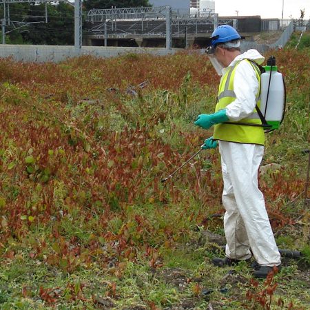 Plants - invasive