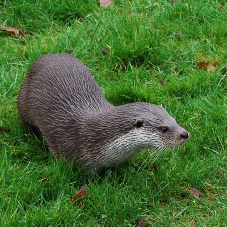 Otter