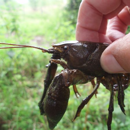 White-clawed crayfish