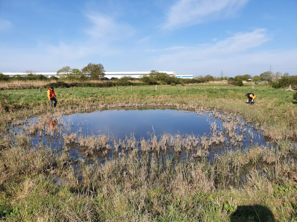 Great crested newt pond survey