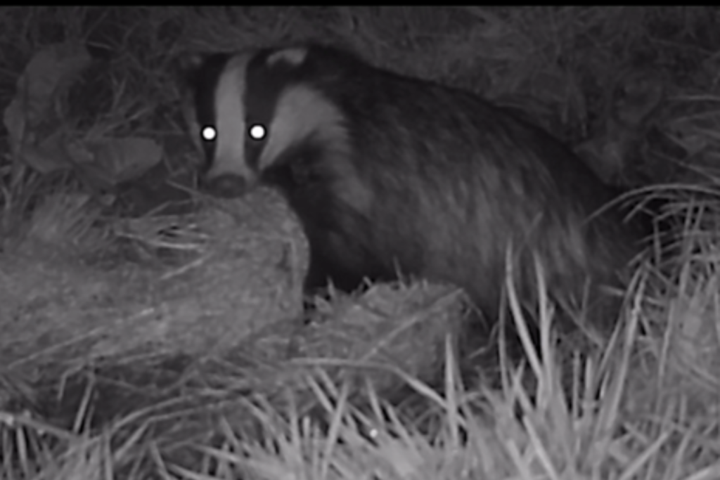 Badger photo from a camera trap used during sett monitoring survey