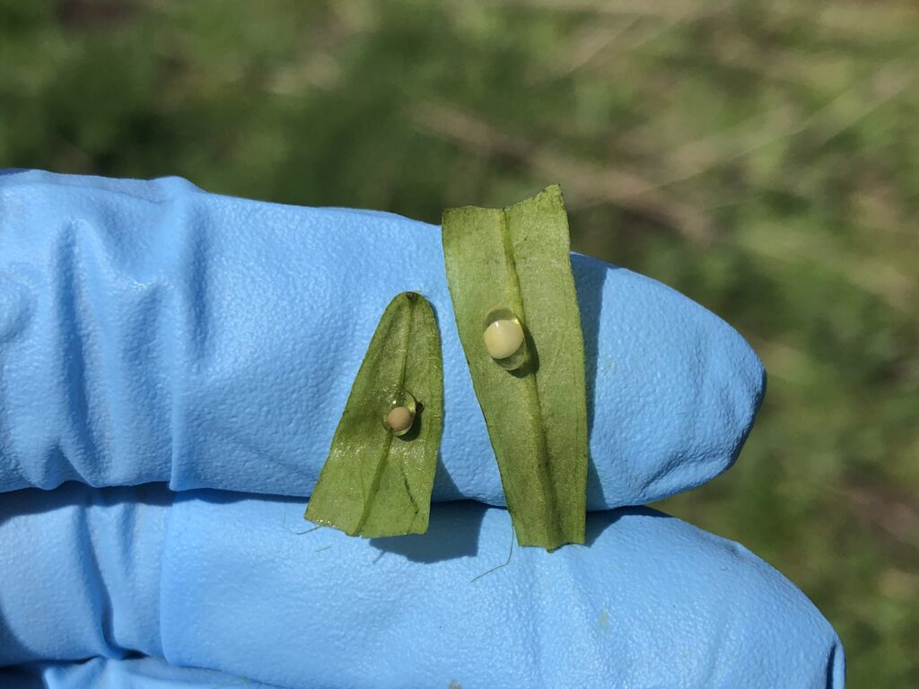 Great crested newt eggs