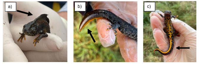 Great crested newt identification