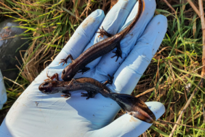 Great crested newt male and female