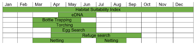 Great crested newt survey timeline