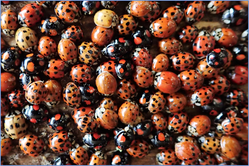 Ladybirds