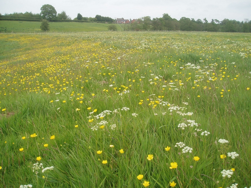 semi-improved grassland