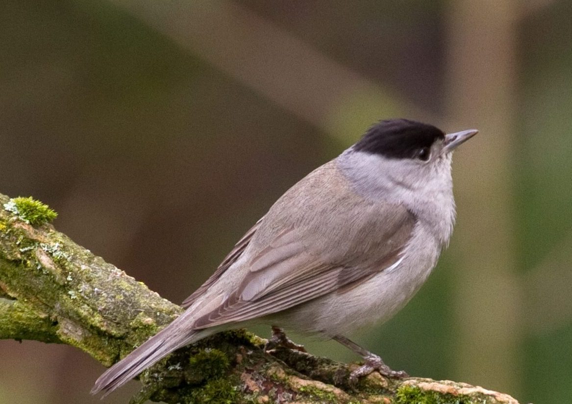 Blackcap uk hot sale