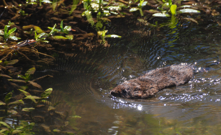 Sparkling vole © Colin Pelton