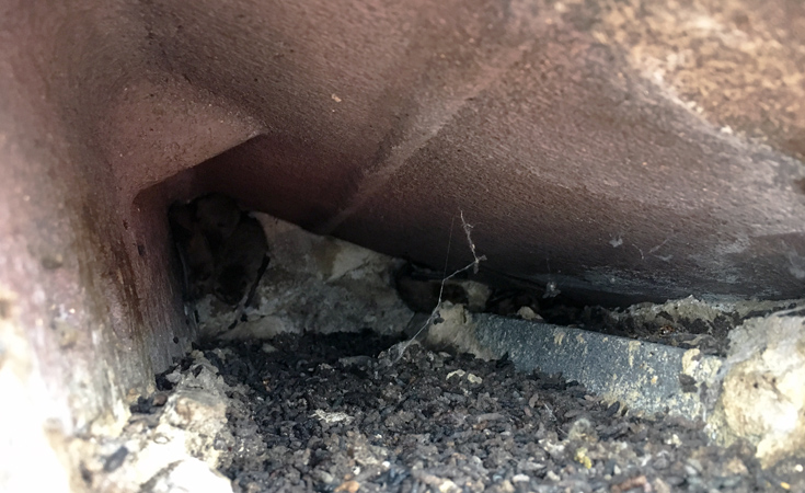 An occupied bat roost in roof tiles © Rob Allen