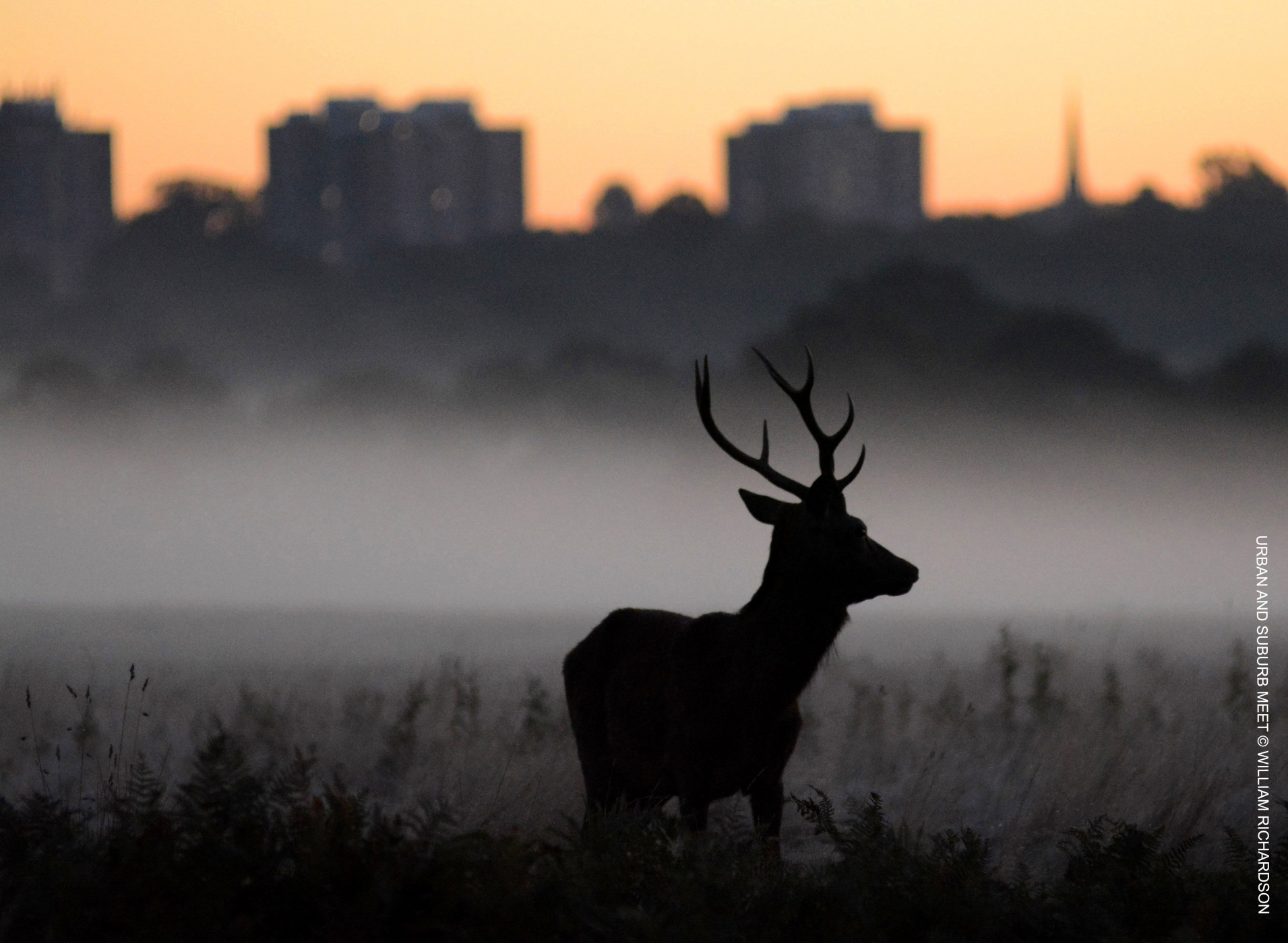Stunning image of red deer wins our annual photography competition