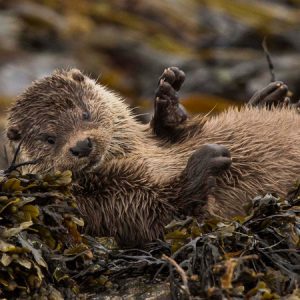 Rolling about in the seaweed by Ian Stone. The winning photo from our - 2017 photo competition