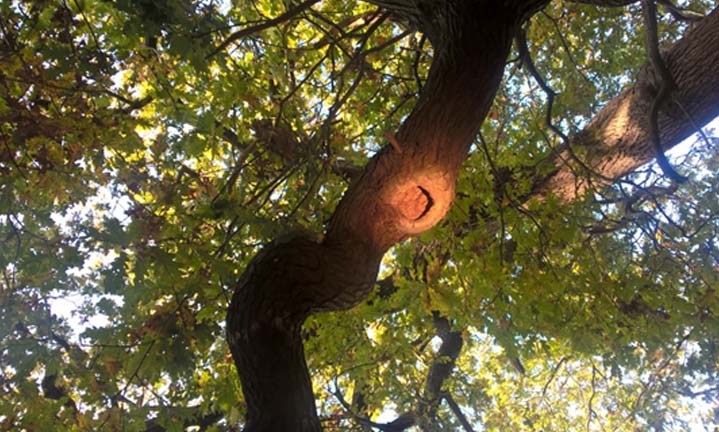 A potential roosting feature in a branch of a tree © Ben Griffin