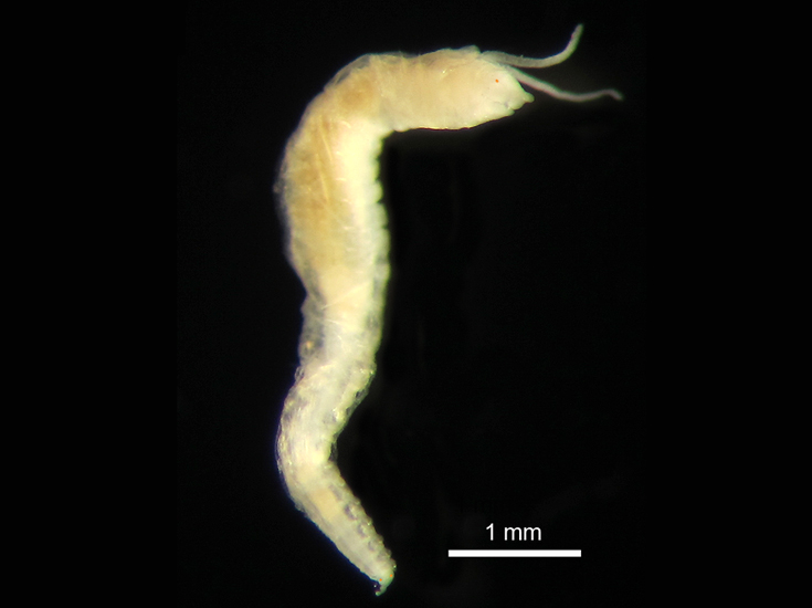 New worm species Ampharete oculicirrata Parapar, Moreira & Barnich, 2019 © Thomsonec.com