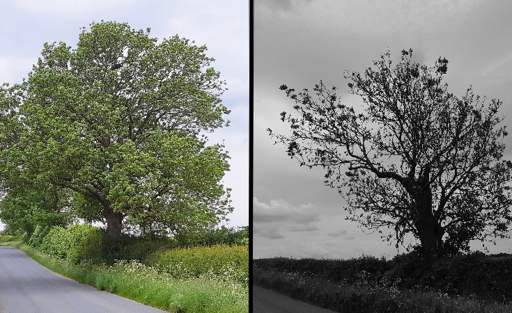 Left: A healthy ash tree. Right: Ash tree with 75% dieback © Neil Francis / Thomsonec.com