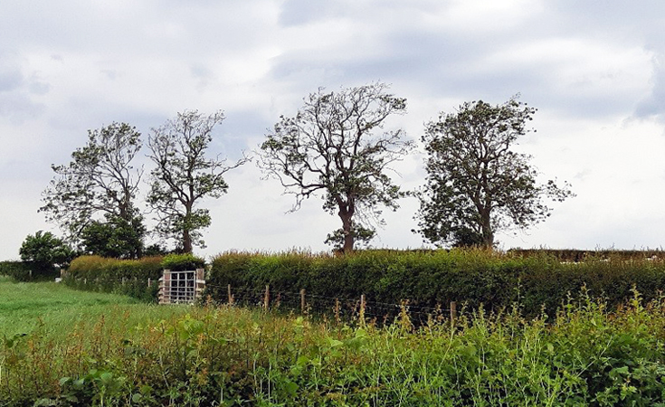 Mature ash trees showing decline in their crown vitality © Neil Francis