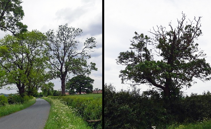Left: Ash tree with 50% dieback. Right: Ash tree with less than 25% dieback © Neil Francis / Thomsonec.com