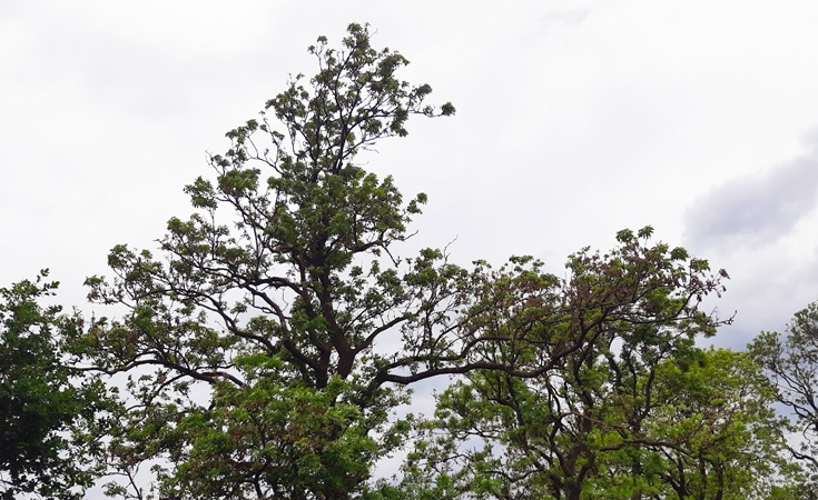 Mature tree with signs of crown thinning © Neil Francis / Thomsonec.com