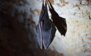Are bats haunting your project plans? 4