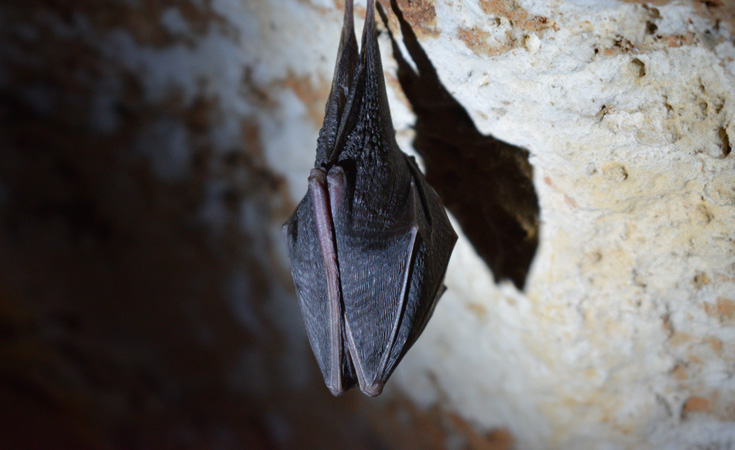 Bat hanging upside down © Tine Ivanič / unsplash