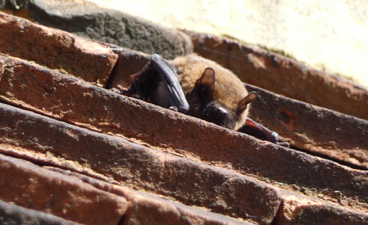 Pipistrelle Bat roosting on a building © Oliver Brown