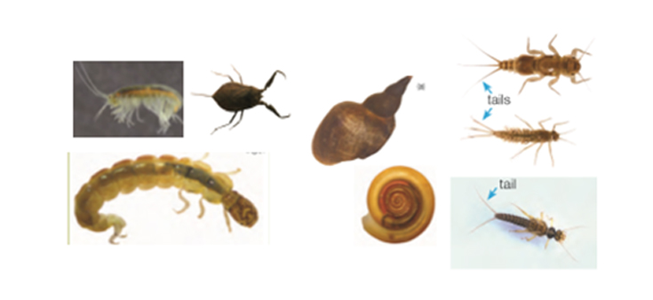 Figure 1. A few of the most common freshwater macro-invertebrates. Top left: shrimp and water scorpion. Bottom left: caseless caddisfly. Middle: snail. Right: Mayfly and stonefly nymph. Image created from OPAL water survey guide