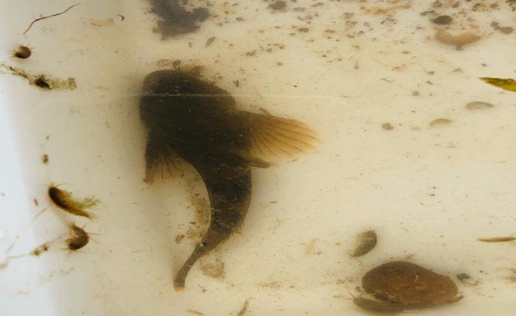 Figure 2. Kick sampling disturbs the sediment and dislodges rocks which can sometimes lead to unexpected visitors. Here we see a bullhead fish that has found its way into our teams’ samples. Photo credit: Alex Charlesworth Thomsonec.com