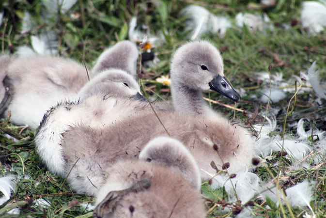 Mute swan chicks © Jonathan Scraggs / Thomson Environmental Consultants