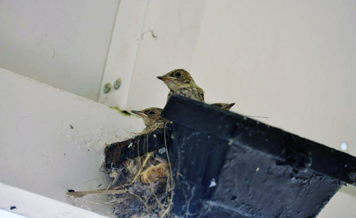 Spotted flycatcher chicks nesting © Jonathan Scraggs