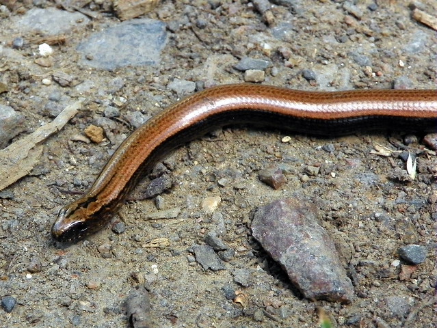 Slow worm © Peter O'Connor / Flickr.com