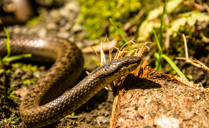 Smooth snake © Marek Onski / Flickr.com