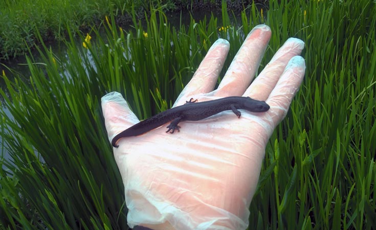 An ecologist holding a female great crested newt © Thomsonec