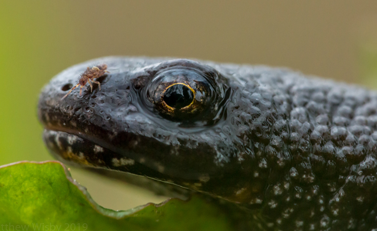 A brave springtail hitches a ride on the snout of a great crested newt female © Matt Wisby / Thomsonec.com