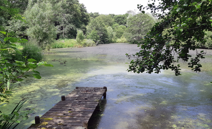 A pond in Devon identified for initial screening for GCN © Thomsonec.com