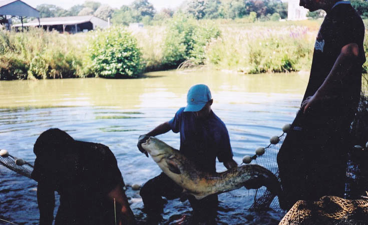 Consultant Ecologist, Joseph, holding a wells catfish captured as part of a fish removal © Joseph Baker