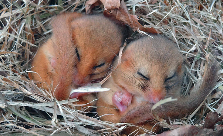 Male and female dormice in torpor © Kentish Plumber / Flickr.com