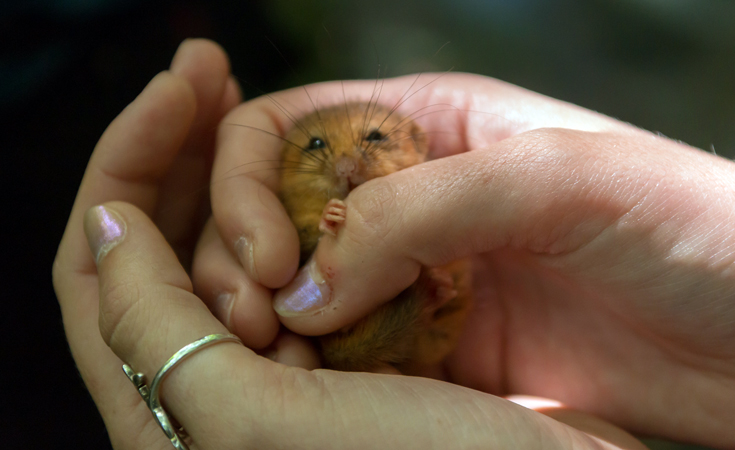 A Thomson ecologist inspects a hazel dormouse during a survey © Matt Wisby