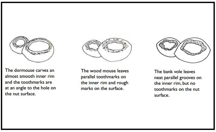 Illustration of hazel nuts chewed differently by dormice, wood mice and bank voles © PTES