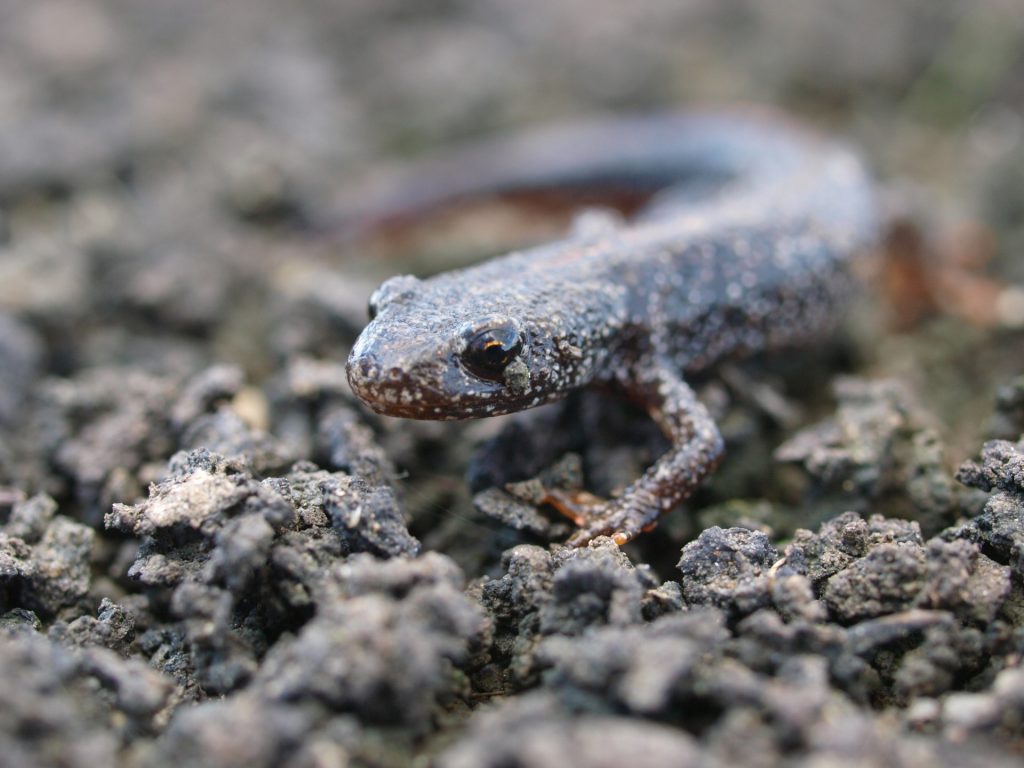 Great crested newt © Thomsonec