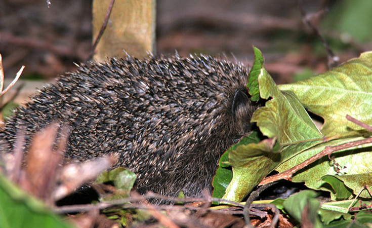A hedgehog tries to hide in Autumn leaves © Rok Rose / Flickr